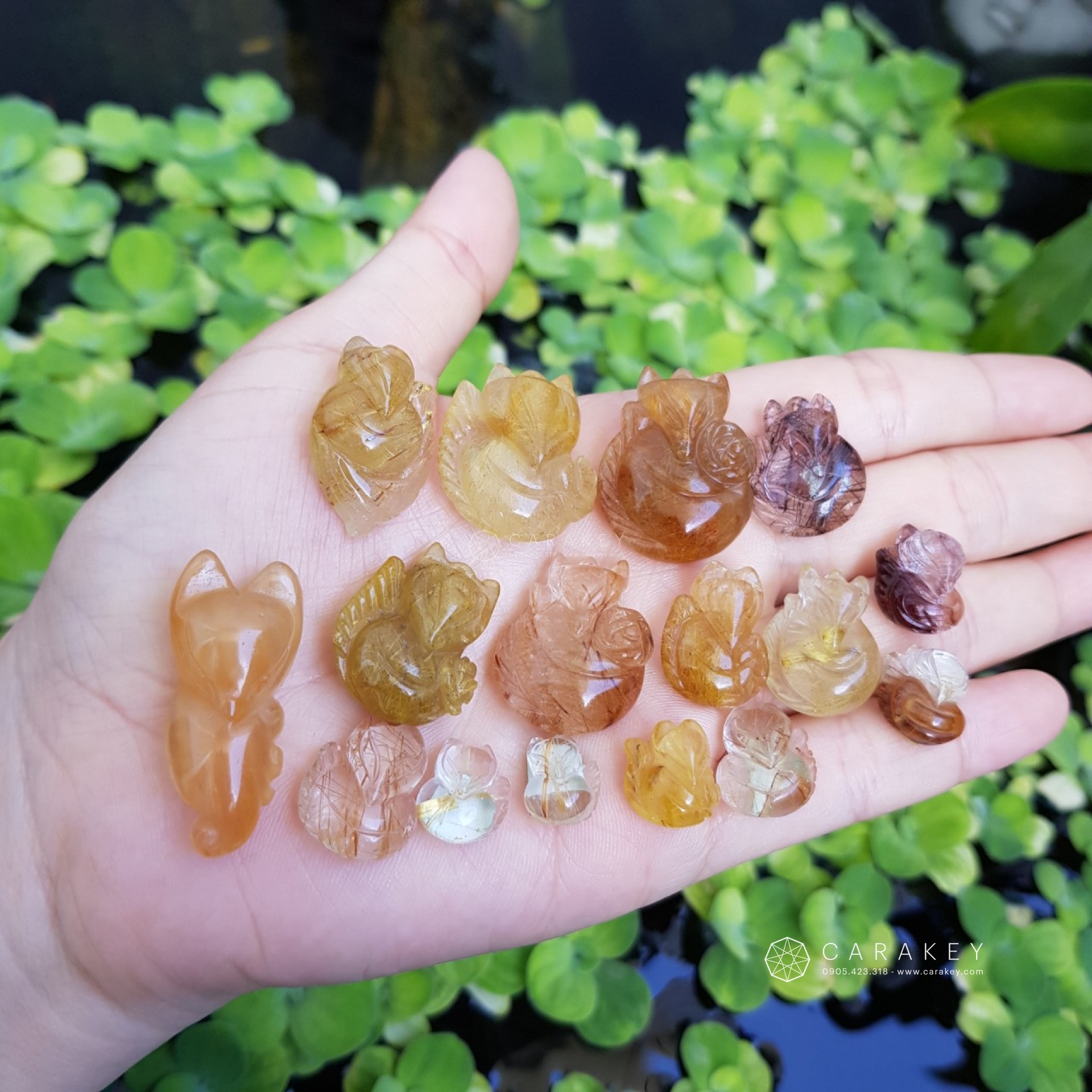 Hồ ly thạch anh tóc,