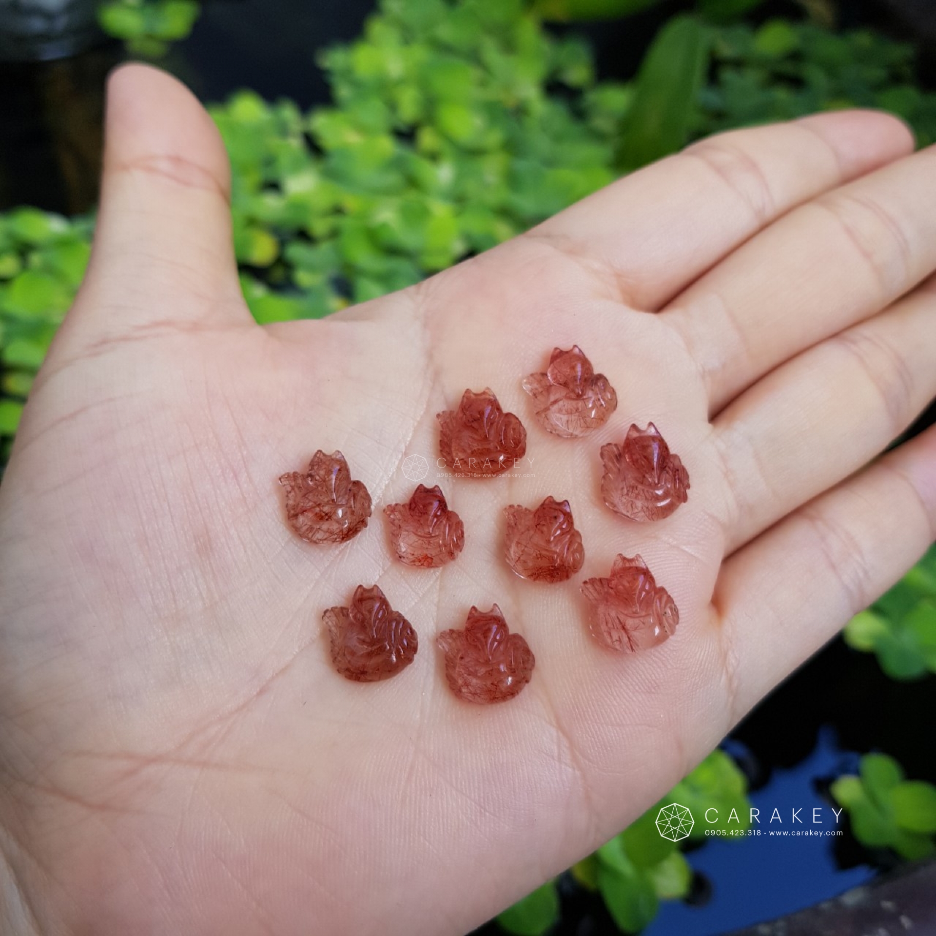 Hồ ly thạch anh tóc,