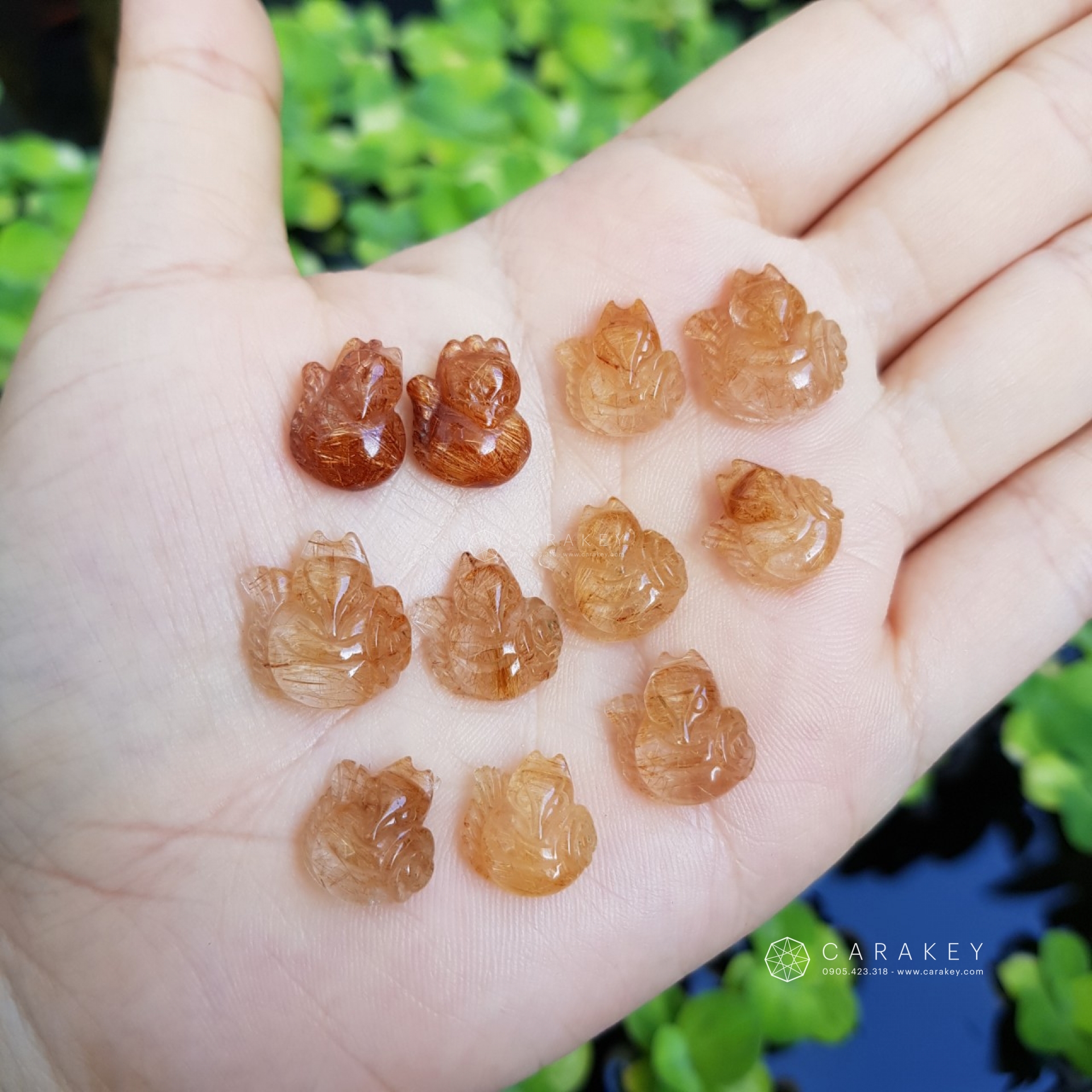 Hồ ly thạch anh tóc,