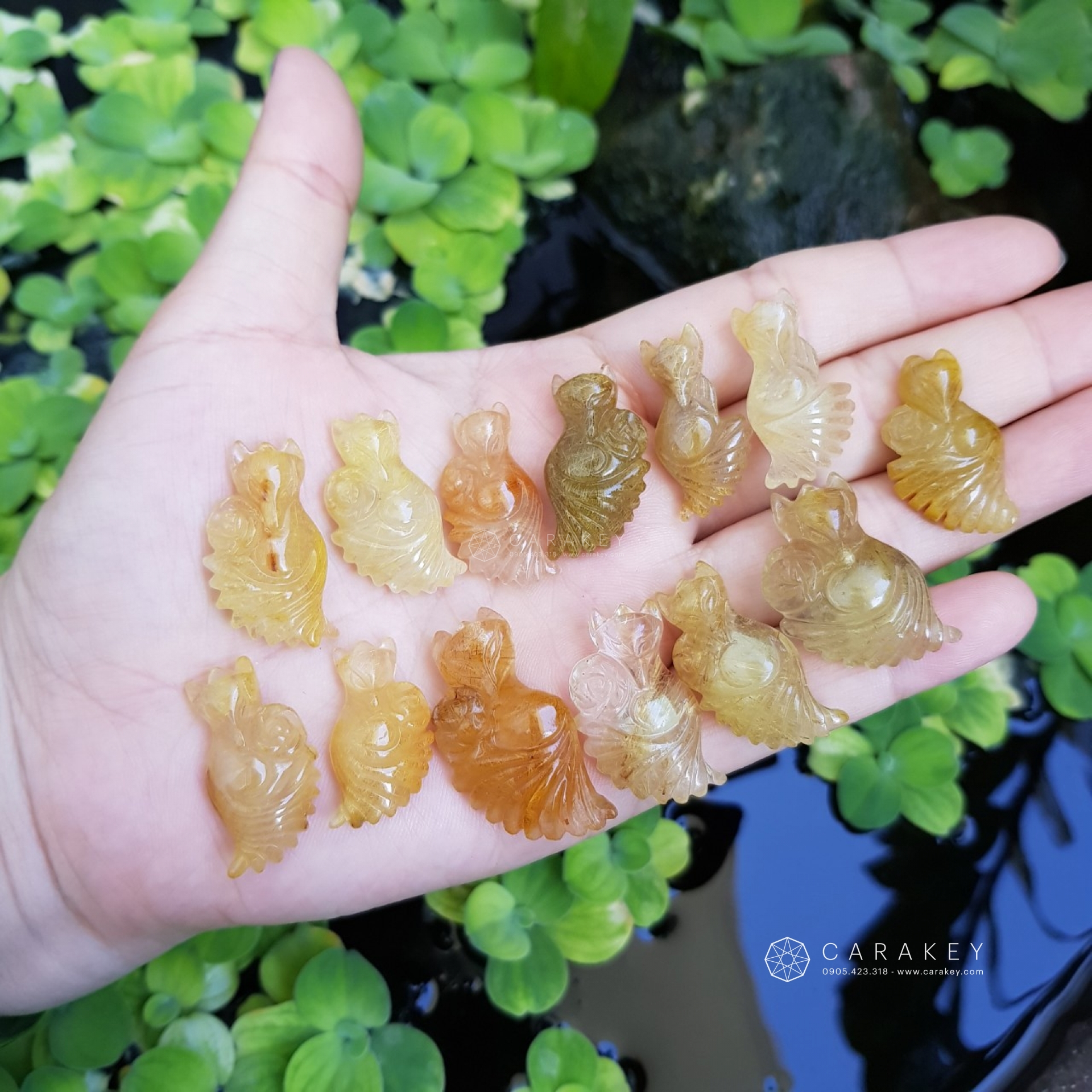 Hồ ly thạch anh tóc,