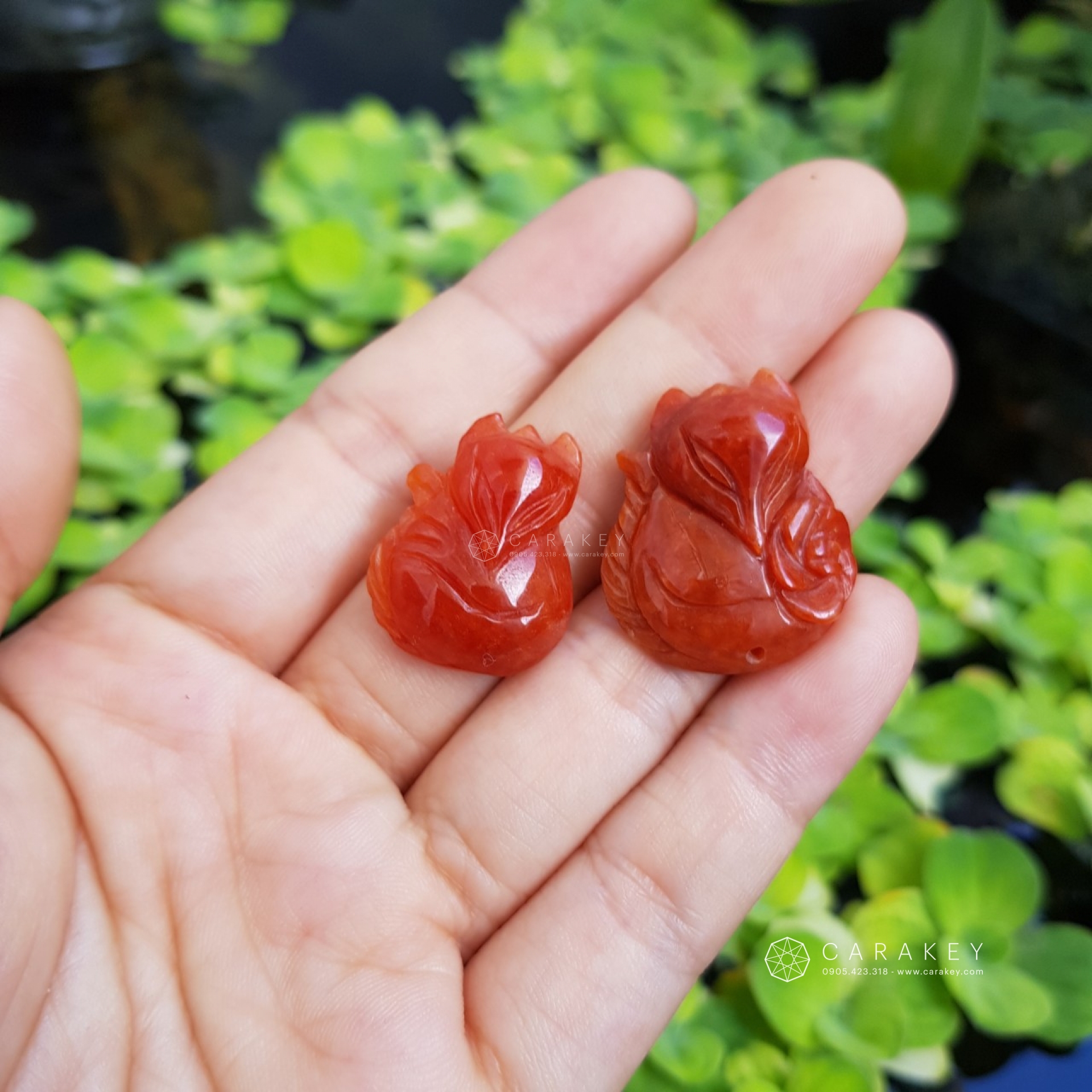 Hồ ly phong thủy,